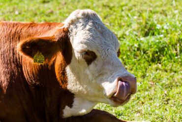 animal welfare standards