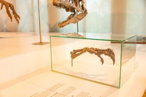 Dinodontosaur discovery